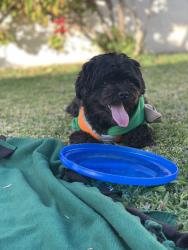 Reunited Male Dog last seen Foster and Woodruff , Bellflower, CA 90706