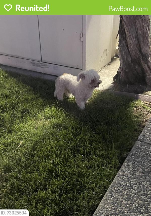 Reunited Male Dog last seen Murtha dr , San Jose, CA 95127