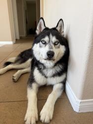 Lost Male Dog last seen Haven and Wilson, Rancho Cucamonga, CA 91737