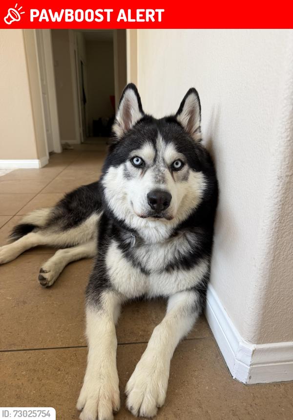 Lost Male Dog last seen Haven and Wilson, Rancho Cucamonga, CA 91737