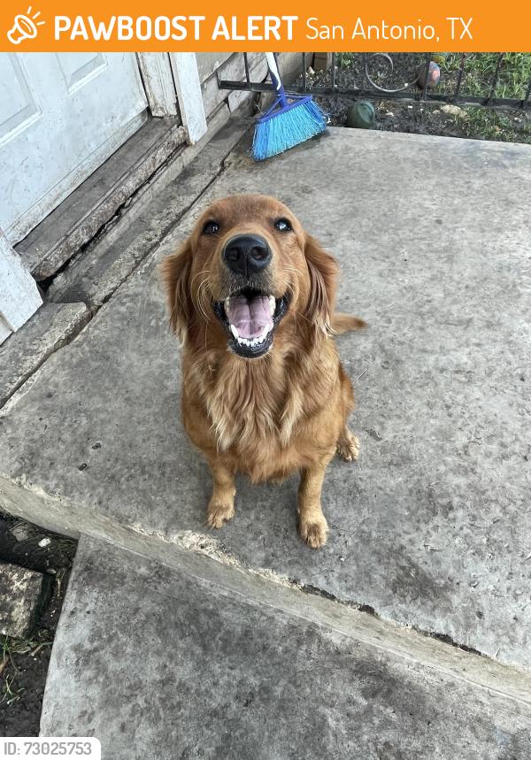 Found/Stray Female Dog last seen Broadview and quill, San Antonio, TX 78228