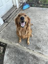 Found/Stray Female Dog last seen Broadview and quill, San Antonio, TX 78228