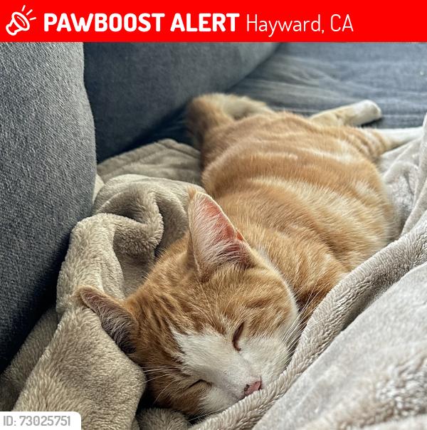 Lost Male Cat last seen Woodland ests , Hayward, CA 94542