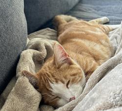 Lost Male Cat last seen Woodland ests , Hayward, CA 94542