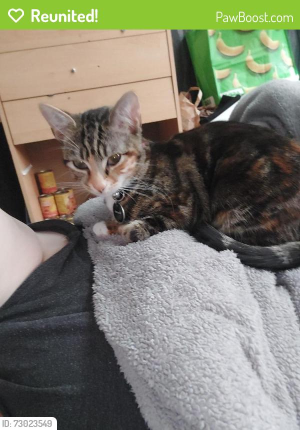 Reunited Female Cat last seen Near broadlea gardens , Bramley, England LS13 2SW
