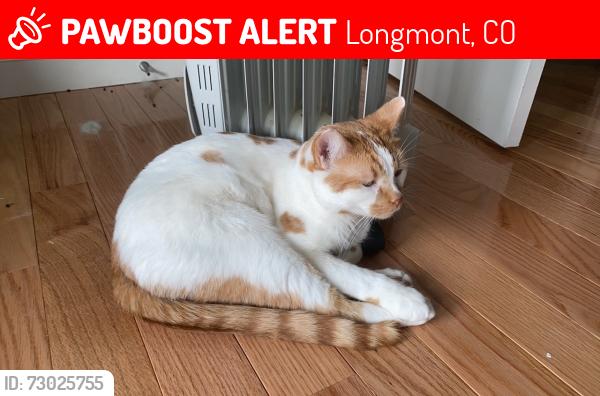 Lost Male Cat last seen Near Nightingale Ct, Longmont, CO, Longmont, CO 80504