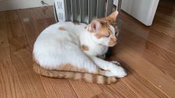 Lost Male Cat last seen Near Nightingale Ct, Longmont, CO, Longmont, CO 80504