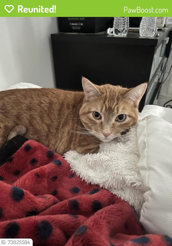 Reunited Male Cat last seen Dahle Dr, West Jordan, UT 84084, USA, West Jordan, UT 84084