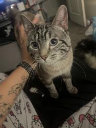 Reunited Male Cat last seen S old birmingham highway, West Jordan, UT 84088
