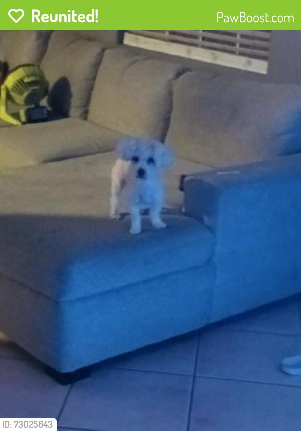Reunited Female Dog last seen Sunkist st, E MISSON BLVD, E STATE ST, Ontario, CA 91761