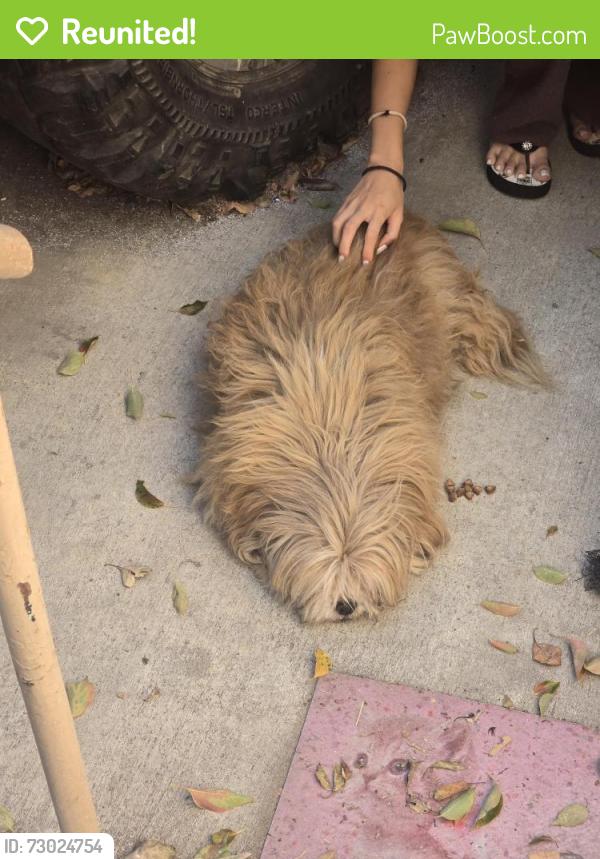 Reunited Unknown Dog last seen Brunswick and Chevy Chase, Los Angeles, CA 90039