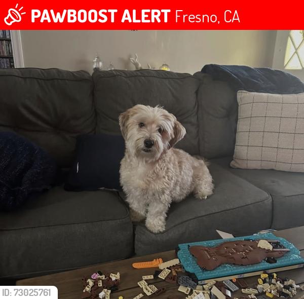 Lost Female Dog last seen N Blackstone street, Fresno, CA 93726