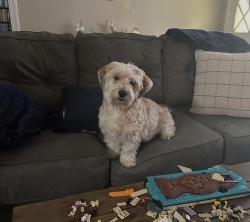 Lost Female Dog last seen N Blackstone street, Fresno, CA 93726