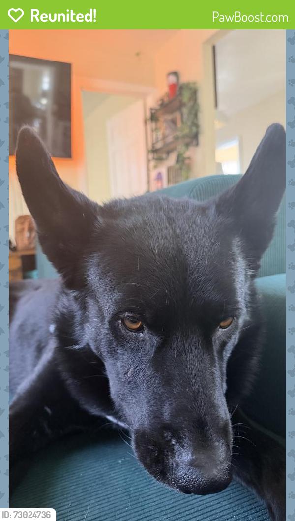 Reunited Male Dog last seen Newell and Randolph Street, Huntington Park, Vernon, CA 90255
