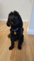 Reunited Male Dog last seen Lake Pointe Community. Across from Olympic Training Center, Chula Vista, CA 91915