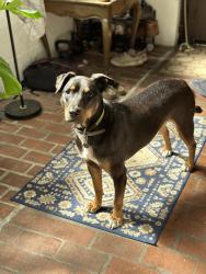 Reunited Female Dog last seen Near Mountain View rd Fairfax ca , Fairfax, CA 94930