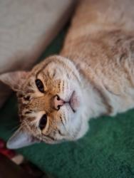Lost Male Cat last seen 175th St E & B St E, Spanaway, WA 98387