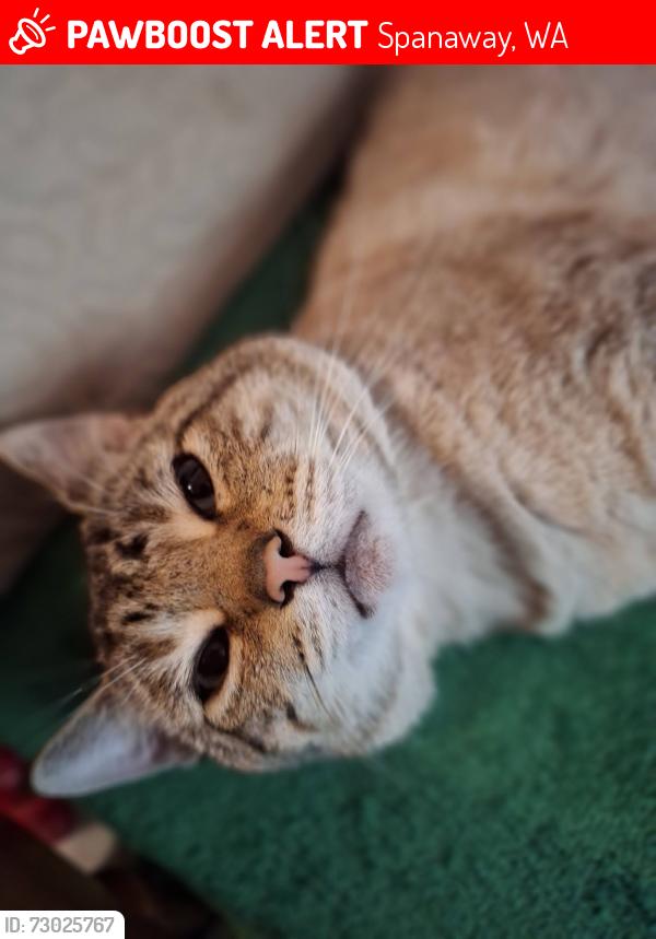 Lost Male Cat last seen 175th St E & B St E, Spanaway, WA 98387