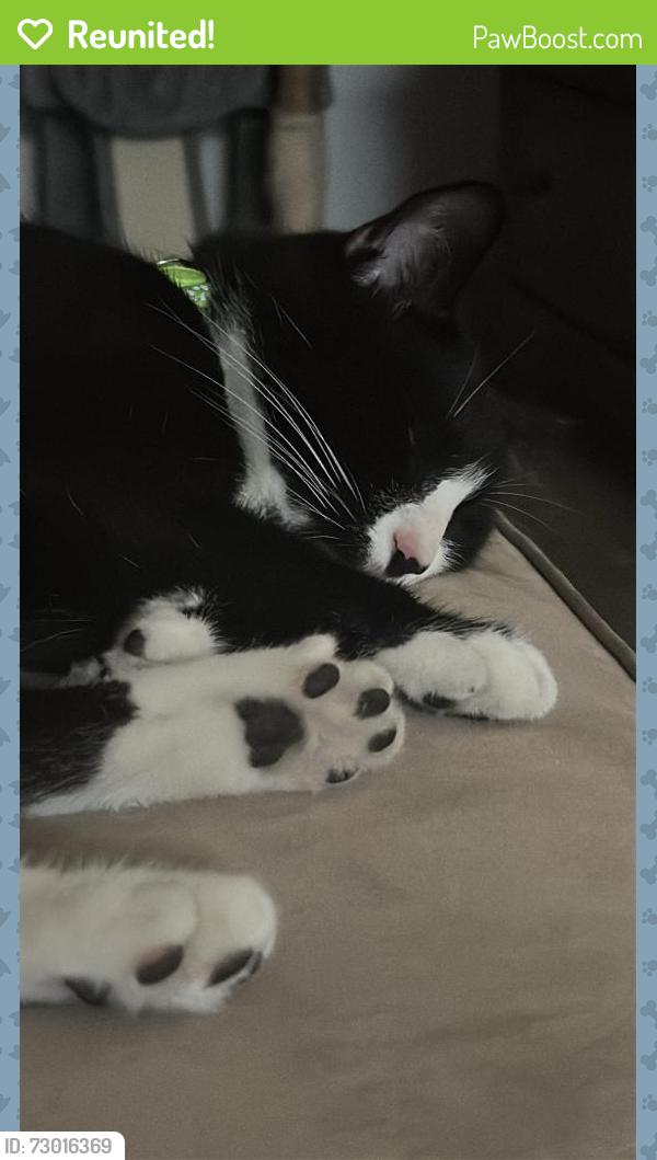 Reunited Male Cat last seen Whistlers Green apmts , Naples, FL 34116
