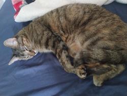 Lost Female Cat last seen Timor and atlantic, Rio Rancho, NM 87124