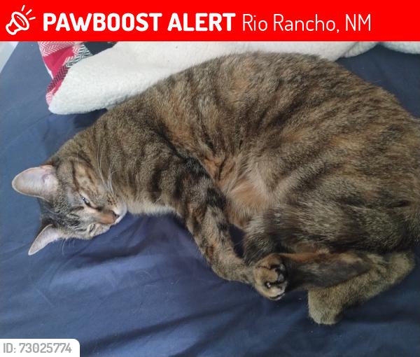 Lost Female Cat last seen Timor and atlantic, Rio Rancho, NM 87124
