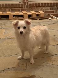 Reunited Female Dog last seen Legacy & Cotton GIn, Frisco, TX 75034