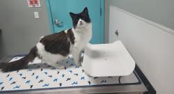 Reunited Male Cat last seen Near 89th Ave SW , Lakewood, WA 98498