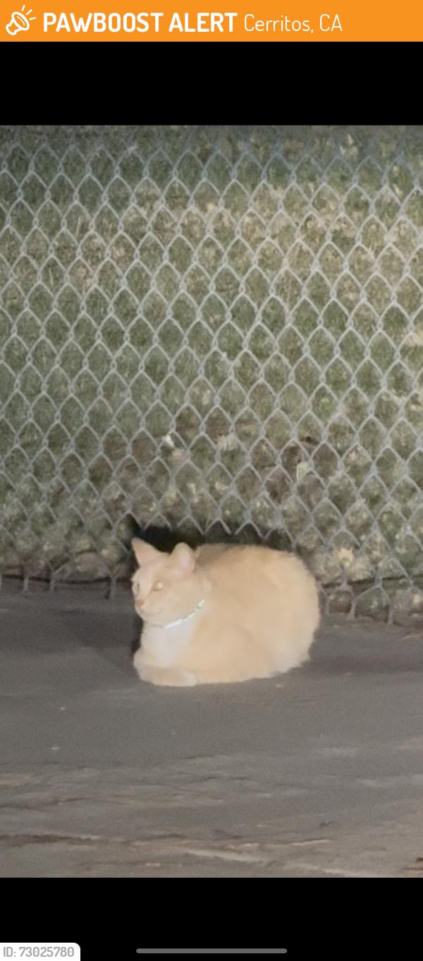 Found/Stray Unknown Cat last seen Near Gonslaves elementary , Cerritos, CA 90703