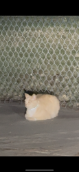 Found/Stray Unknown Cat last seen Near Gonslaves elementary , Cerritos, CA 90703