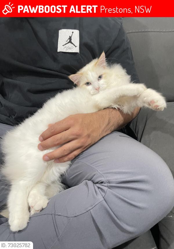 Lost Male Cat last seen Crossroads, Prestons, NSW 2170