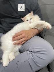 Lost Male Cat last seen Crossroads, Prestons, NSW 2170