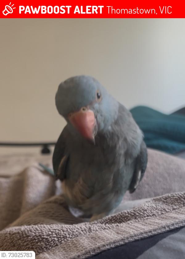 Lost Female Bird last seen Mount view Rd thomastown, Thomastown, VIC 3074
