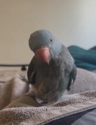 Lost Female Bird last seen Mount view Rd thomastown, Thomastown, VIC 3074