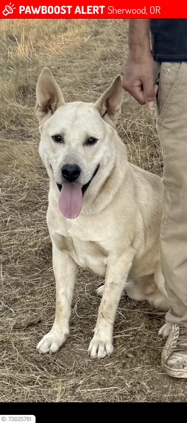 Lost Male Dog last seen Roy Rogers sherwood oregon , Sherwood, OR 97140