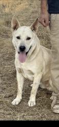Lost Male Dog last seen Roy Rogers sherwood oregon , Sherwood, OR 97140