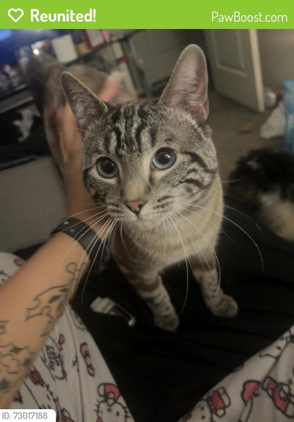 Reunited Male Cat last seen S old birmingham highway, West Jordan, UT 84088