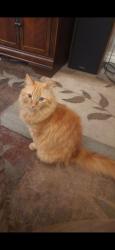 Lost Male Cat last seen Jasmine Street , San Bernardino, CA 92407