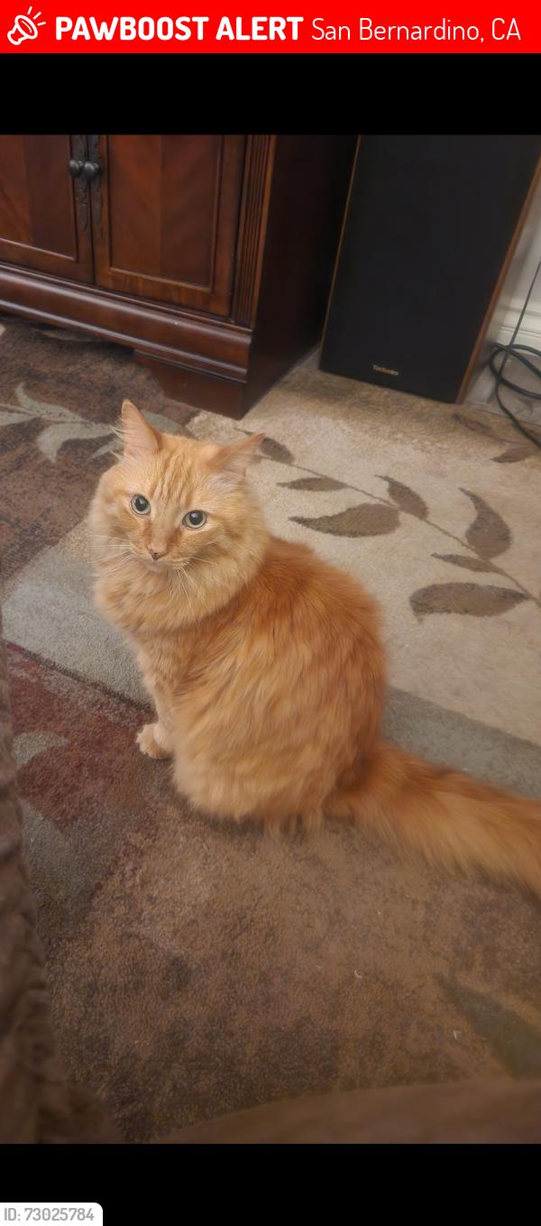 Lost Male Cat last seen Jasmine Street , San Bernardino, CA 92407