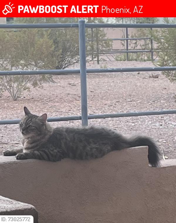 Lost Male Cat last seen Cave Creek & Peoria , Phoenix, AZ 85020