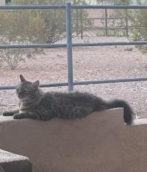 Lost Male Cat last seen Cave Creek & Peoria , Phoenix, AZ 85020