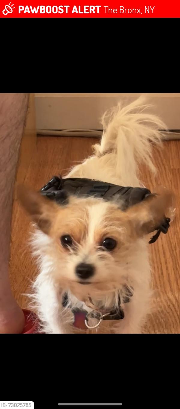Lost Female Dog last seen Last seen On Tremont and crotona avenue , The Bronx, NY 10457