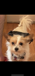 Lost Female Dog last seen Last seen On Tremont and crotona avenue , The Bronx, NY 10457