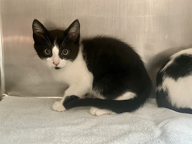 Shelter Stray Female Cat last seen RIDGE VALLEY/DECORA, 6443 Oak Canyon, Irvine, CA 92618, USA