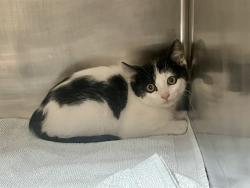 Shelter Stray Female Cat last seen RIDGE VALLEY/DECORA, 6443 Oak Canyon, Irvine, CA 92618, USA