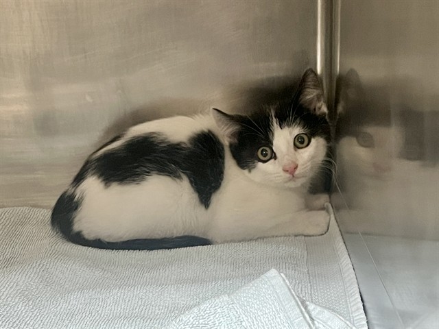 Shelter Stray Female Cat last seen RIDGE VALLEY/DECORA, 6443 Oak Canyon, Irvine, CA 92618, USA