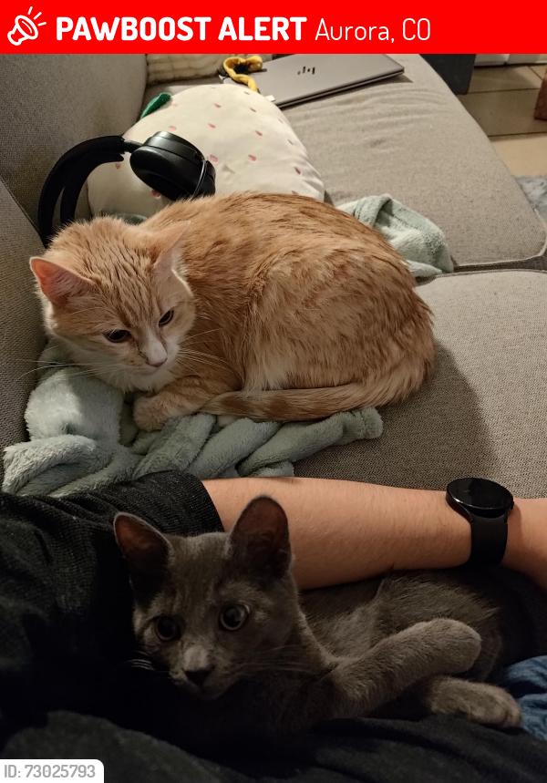 Found/Stray Female Cat last seen Near E Asbury Dr, Aurora, CO 80014