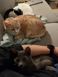 Reunited Female Cat last seen Near E Asbury Dr , Aurora, CO 80014