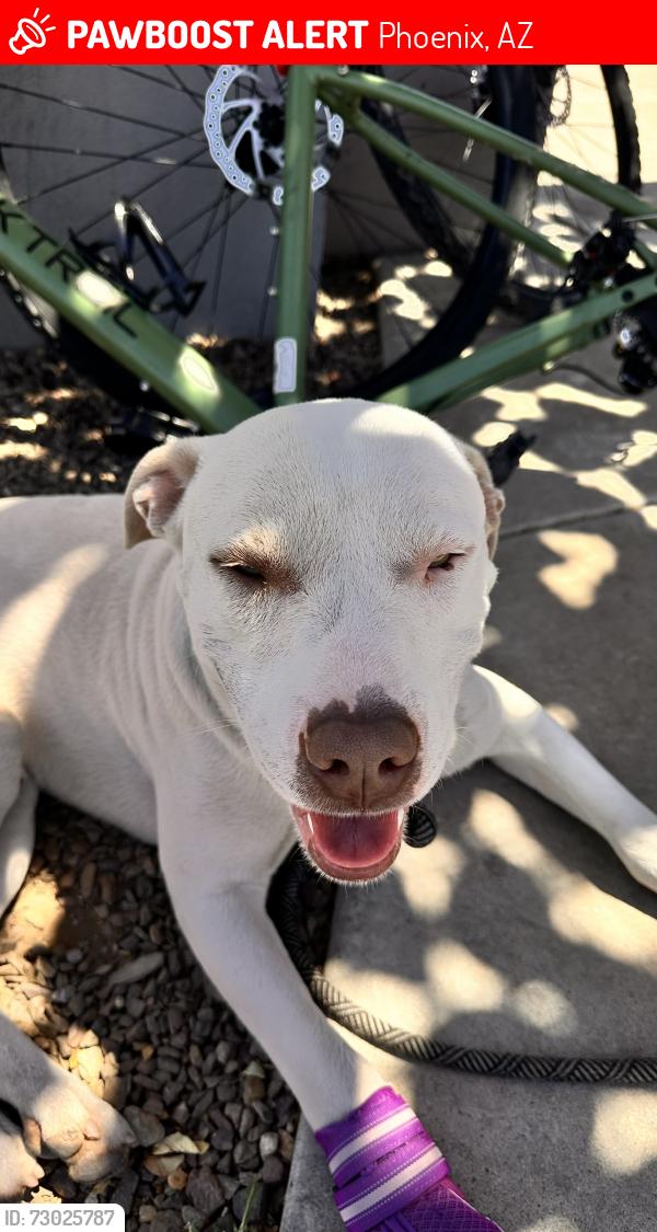 Lost Male Dog last seen 36th St. and Monte Vista by Papago elementary school, Phoenix, AZ 85008