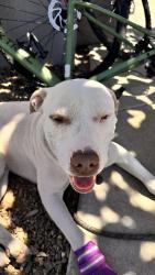 Lost Male Dog last seen 36th St. and Monte Vista by Papago elementary school, Phoenix, AZ 85008