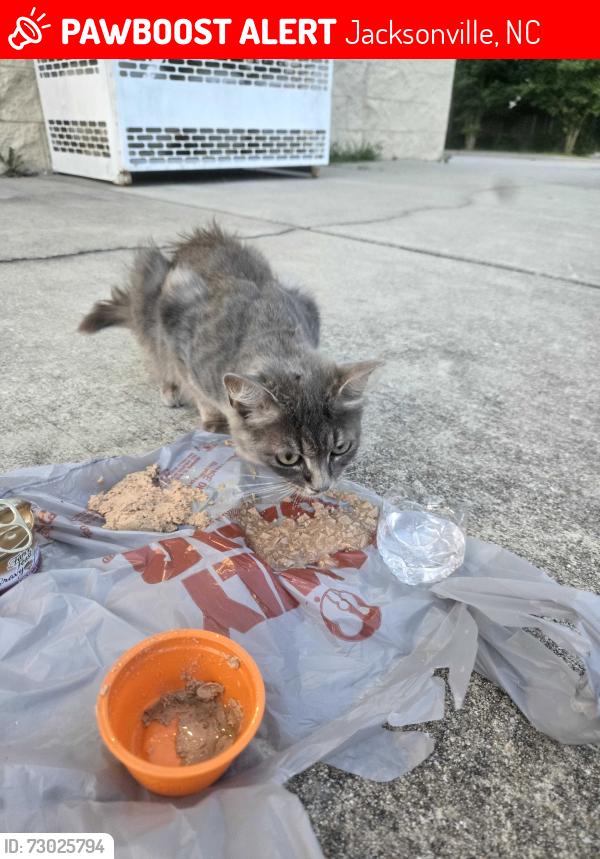Lost Unknown Cat last seen Plum Pointe Plaza, 1122 Old Maplehurst Rd, Jacksonville, NC 28540, Jacksonville, NC 28540